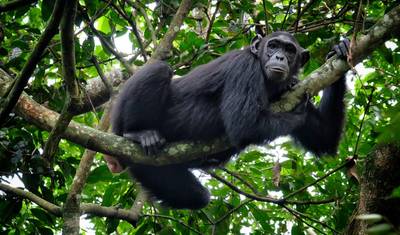 Excursão de Um Dia em Entebbe e na Ilha Ngamba para Observação de Chimpanzés — 4