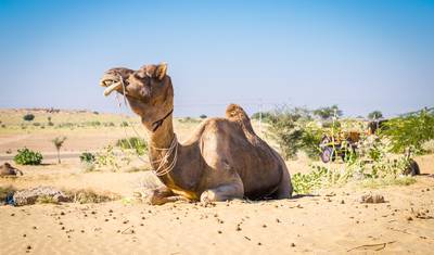 Ecos da Realeza: Triângulo Dourado e Dunas do Deserto — 2