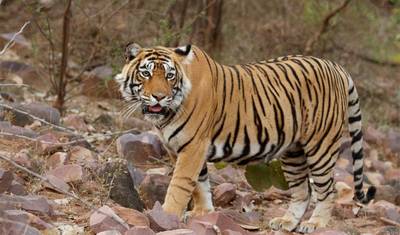 Golden Triangle with Ranthambore Tour — 5