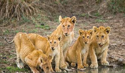 Junte-se ao Nosso Melhor Safari em Grupo de 5 Dias na Tanzânia — 2