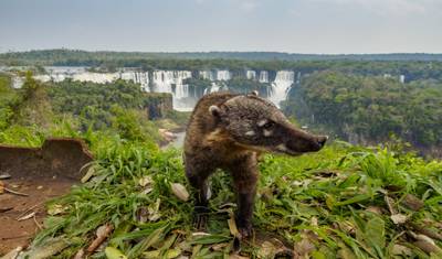 Brazil & Iguazu Highlights - Tour Rio de Janeiro to Iguazu Falls — 2