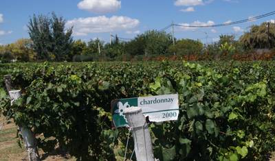 Mendoza, Mountains and Wineries - 4 Days — 3