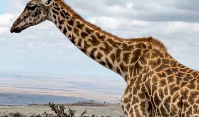 Safari no Lago Manyara, Ngorongoro e Tarangire — 4