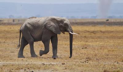 Safari no Lago Manyara, Ngorongoro e Tarangire — 5