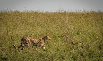 Manyara, Serengeti, Ngorongo, Tarangire — 3