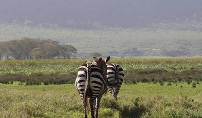 Manyara, Serengeti, Ngorongo, Tarangire — 4