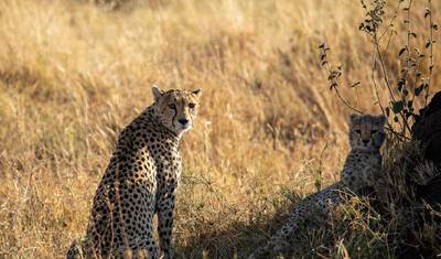 Manyara, Serengeti, Ngorongo, Tarangire — 5