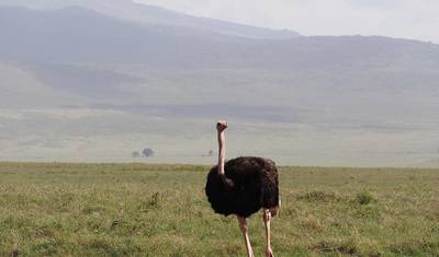 Manyara, Serengeti, Ngorongo, Tarangire — 2