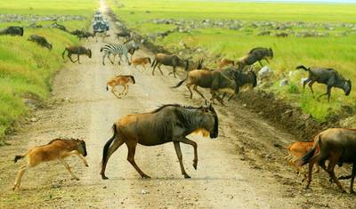 9 Days The Great Wildebeest Migration Calving Safari — 3