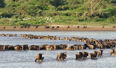 9 Days The Great Wildebeest Migration Calving Safari — 4