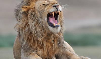 9 Days The Great Wildebeest Migration Calving Safari — 5