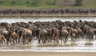 9 Days The Great Wildebeest Migration Calving Safari — 2