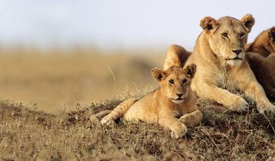 Safari Econômico de 3 Dias em Masai Mara — 4