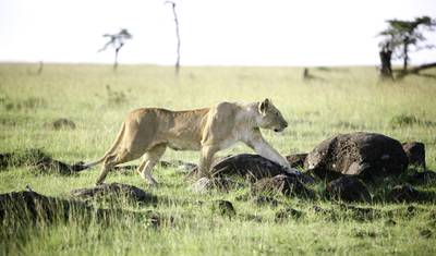 Safari Econômico de 3 Dias em Masai Mara — 3