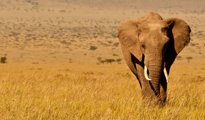 Safari Econômico de 3 Dias em Masai Mara — 2