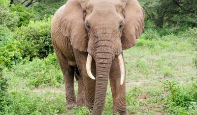 Safári de 3 Dias e 2 Noites para o Parque Nacional de Tsavo, partindo de Nairóbi — 3