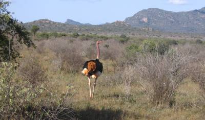 Safári de 3 Dias e 2 Noites para o Parque Nacional de Tsavo, partindo de Nairóbi — 2