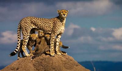 Safári de 3 Dias e 2 Noites para o Parque Nacional de Tsavo, partindo de Nairóbi — 4