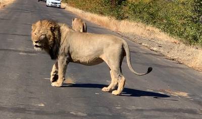 クルーガー国立公園 2日間 BIG5 サファリ — 3