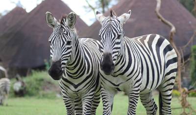 12-dniowe prywatne safari po Kenii i Tanzanii z zakwaterowaniem w lodżach, z Nairobi, z bezpłatnym zakwaterowaniem na pierwszą noc w hotelu Best Western plus Westlands Nairobi i bezpłatnym transferem lotniskowym. — 5