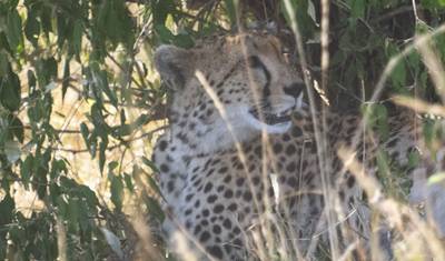 Safari Econômico de 4 Dias em Grupo para Maasai Mara — 5
