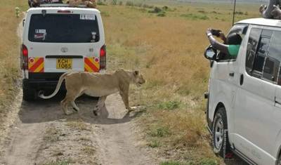 3-dniowe prywatne safari w Maasai Mara w Keekorok Lodge z Nairobi — 4