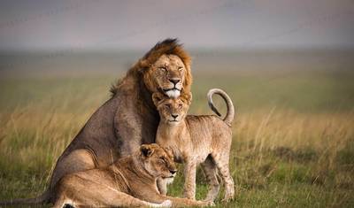 3-dniowe Safari Masai Mara w Sopa Lodge z Nairobi — 5