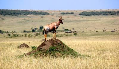 3-dniowe Safari Masai Mara w Sopa Lodge z Nairobi — 4