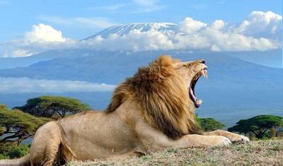 7-dniowe safari po Amboseli, Naivasha, Nakuru i Mara z Nairobi — 2
