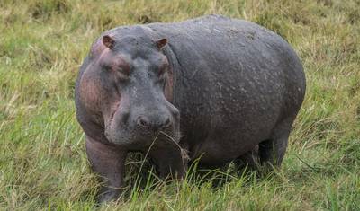 رحلة سفاري تخييم لمدة 5 أيام في مانيارا وسيرينجيتي ونجورونجورو من أروشا — 4