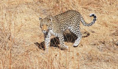 8 Dias Sossusvlei, Swakop, Twyfelfontein & Etosha (Alojamento) — 3