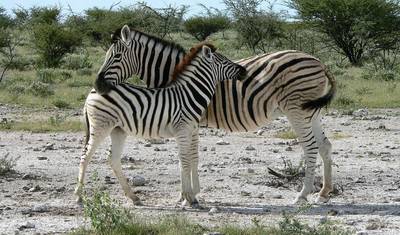 8 Dias Sossusvlei, Swakop, Twyfelfontein & Etosha (Alojamento) — 4