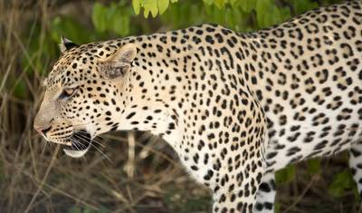 8-dniowa Sossusvlei, Swakop, Twyfelfontein i Etosha (Zakwaterowanie) — 3