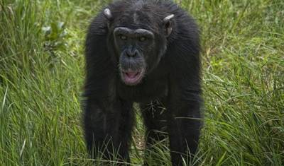 Safari de 3 Dias e 2 Noites na Ol Pejeta Conservancy — 5