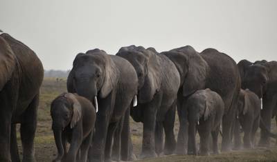 11-dniowe safari w Kenii i Tanzanii: mieszanka obozów budżetowych i luksusowych — 3