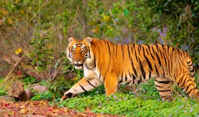 Z Delhi: Prywatna luksusowa wycieczka do Tadż Mahal z safari po dzikiej przyrodzie — 3