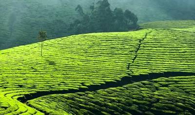 Blissful Kerala — 5