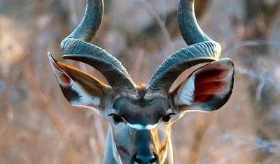 7-Days Camping safari to most visited National Parks in Africa — 3