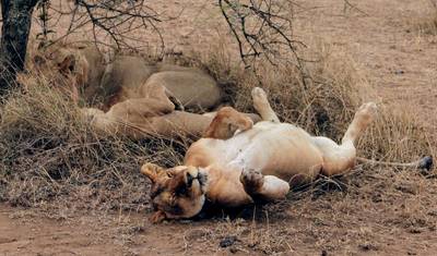 5 Dias Safari Costeiro em Amboseli, Tsavo Oeste e Tsavo Leste — 5
