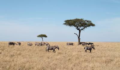 رحلة سفاري ساحلية لمدة 5 أيام إلى أمبوسيلي، تسافو ويست وتسافو إيست — 3