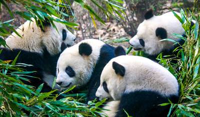 9 Dni Chiny Wycieczka w Małej Grupie: Pekin, Xi'an & Chengdu, Luksusowe Hotele — 5
