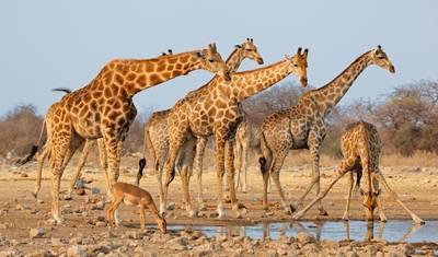 Acampamento de 3 Dias no Parque Nacional Etosha — 4