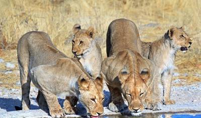 Acampamento de 3 Dias no Parque Nacional Etosha — 3