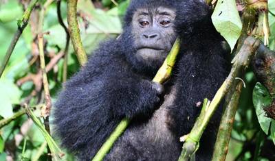 Experimente o trekking de gorilas em Uganda a partir de Kigali (Exclusivamente Privado) — 3