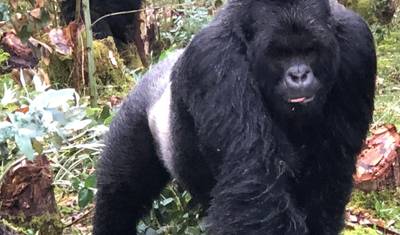 Experimente o trekking de gorilas em Uganda a partir de Kigali (Exclusivamente Privado) — 4