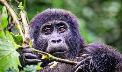 Experimente o trekking de gorilas em Uganda a partir de Kigali (Exclusivamente Privado) — 5