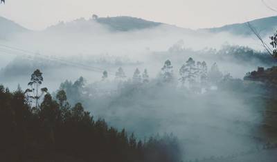 ルワンダのNyungwe Forestでチンパンジー追跡とキャノピーウォークを体験 (完全プライベート) — 2