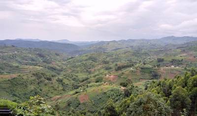 ルワンダのNyungwe Forestでチンパンジー追跡とキャノピーウォークを体験 (完全プライベート) — 5