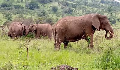Experimente Ruanda e Uganda: Gorilas + Big 5 (Exclusivamente Privado) — 5
