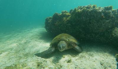 Experiência Premium em Galápagos: Hotéis Boutique, Ilhas Icónicas e Vida Selvagem em 9 Dias — 3